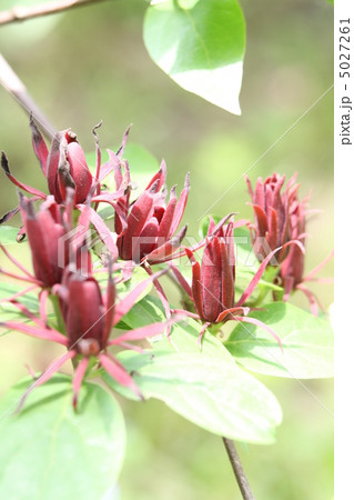 クロバナロウバイ 5027261