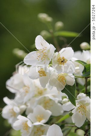 セイヨウバイカウツギ 5027264