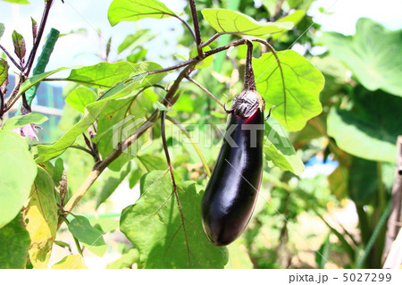 夏のナスビ 5027299