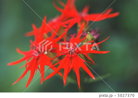 燕尾仙翁 5027370