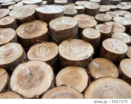 スギの丸太 5027373