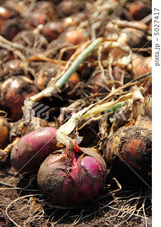 タマネギの収穫 タマネギの収穫 5027417