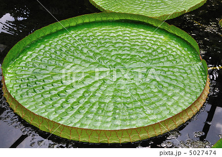 パラグアイオニバス 5027474