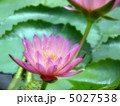 ウォーターリリー 5027538
