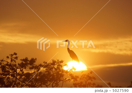 沈む夕日と鳥　1 5027590