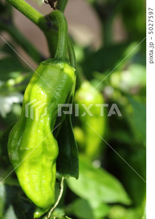 シシトウ シシトウ 5027597