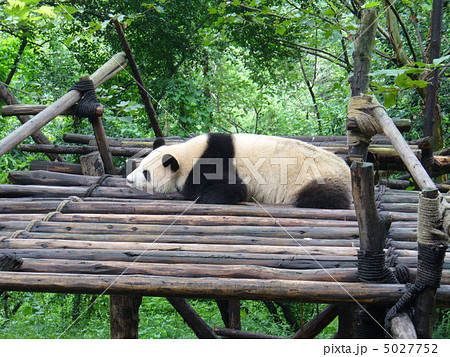 四川省成都　成都大熊猫繁育研究基地 5027752