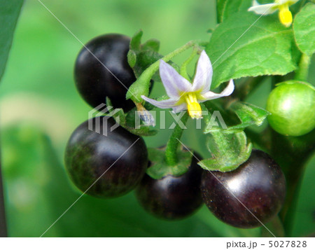 イヌホオズキ 5027828