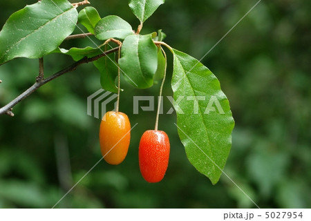 ダイオウグミ 5027954