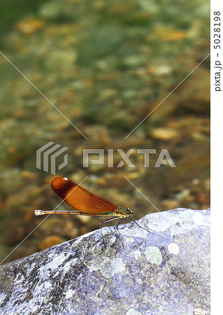 カワトンボ 5028198