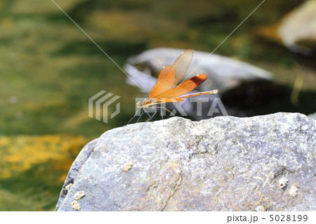 カワトンボ 5028199