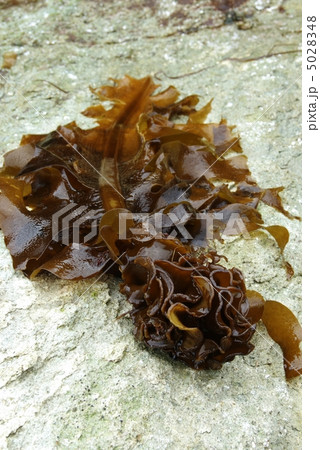 ワカメのめかぶ 5028348