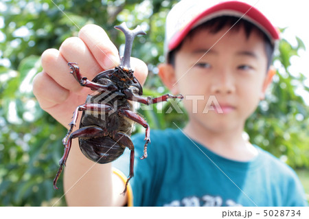 カブトムシ 5028734