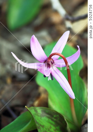 かたくりの花1 かたくりの花1 5028756