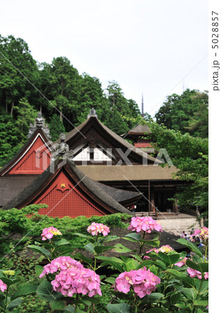 長命寺の紫陽花 5028857