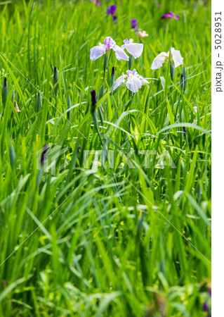 菖蒲 菖蒲 5028951