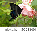 カラスアゲハ 5028980