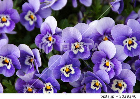 花壇に大量に咲いているビオラの花の写真素材 花壇に大量に咲いているビオラの花の写真素材