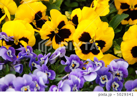 色とりどりのパンジーの花々 色とりどりのパンジーの花々 5029341