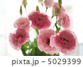 トルコキキョウ 5029399