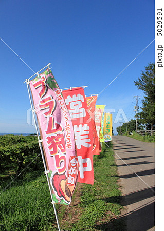 のぼり旗 5029591