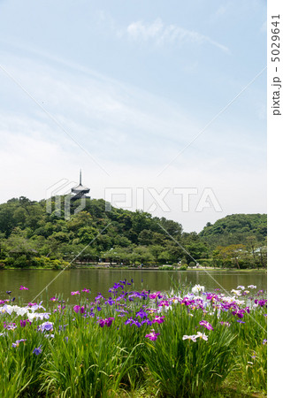 三渓園と花菖蒲 5029641