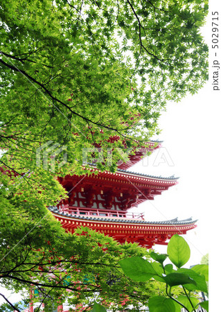 高幡不動尊 5029715