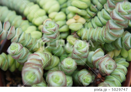 シュジュヒメ 5029747