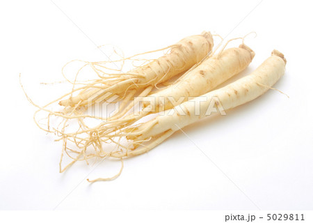 高麗人参 高麗人参 5029811