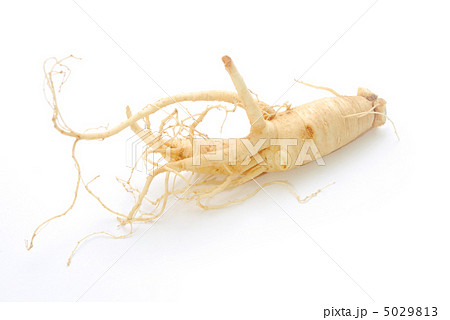 高麗人参 高麗人参 5029813