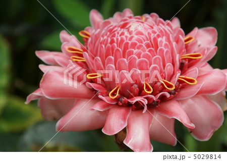 トーチ・ジンジャー シヨウガ科 花 桃赤色 トーチ・ジンジャー シヨウガ科 花 桃赤色 5029814