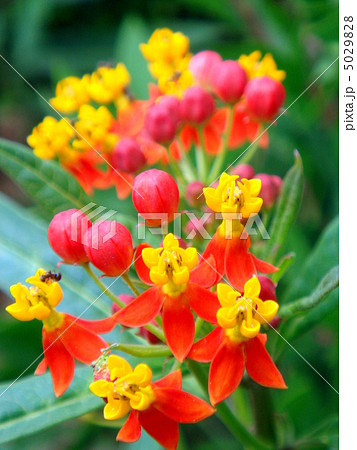 アスクレピアス(クラサヴィカ):唐綿 アスクレピアス(クラサヴィカ):唐綿 5029828