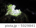 ウィルソン株 5029841