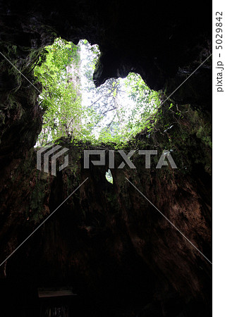 ウィルソン株 5029842