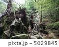 翁杉 5029845