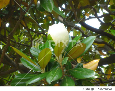 タイサンボクの蕾 タイサンボクの蕾 5029858