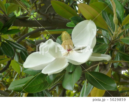 タイサンボクの花 タイサンボクの花 5029859
