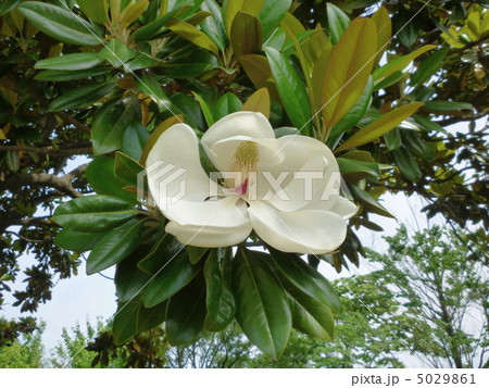 タイサンボク 5029861