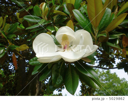 タイサンボクの花と蕾 タイサンボクの花と蕾 5029862