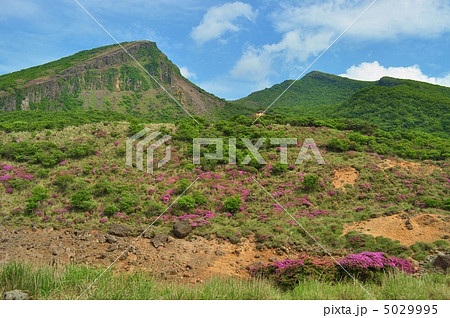 霧島山系「韓国岳(からくに岳)」と満開のミヤマキリシマ 霧島山系「韓国岳(からくに岳)」と満開のミヤマキリシマ 5029995