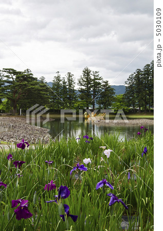 毛越寺のあやめ園 5030109