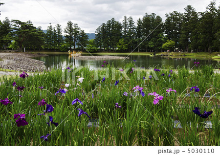 毛越寺のあやめ園 毛越寺のあやめ園 5030110