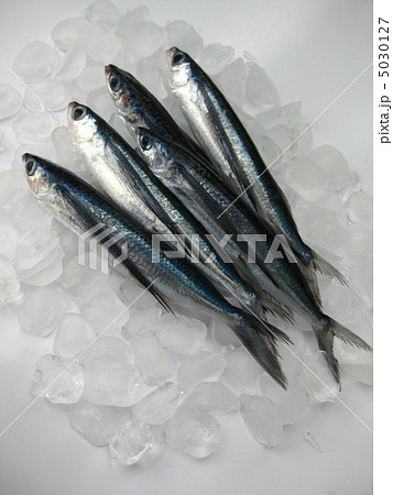 トビウオ 5030127