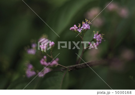 コムラサキの花 コムラサキの花 5030168