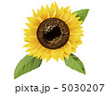 ひまわり 5030207