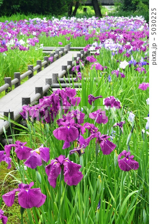 美しい花菖蒲 美しい花菖蒲 5030225