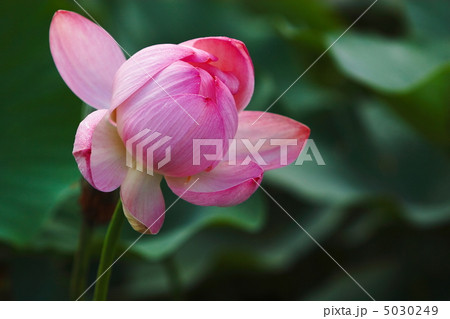 ほころぶピンク色のハス 5030249