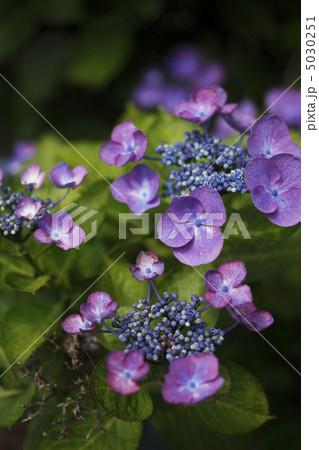 アジサイ 5030251