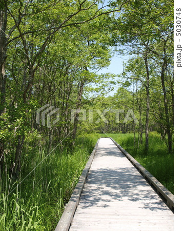 釧路湿原 恩根内散策木道 釧路湿原 恩根内散策木道 5030748