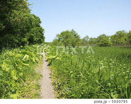 釧路湿原　恩根内散策木道 5030795